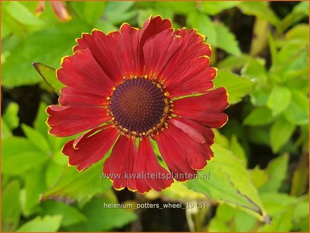 Helenium &#039;Potter&#039;s Wheel&#039; | Zonnekruid | Sonnenbraut