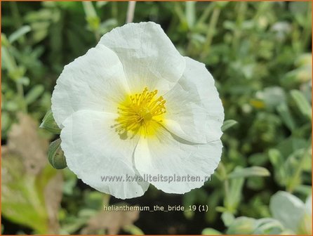 Helianthemum &#039;The Bride&#039; | Zonneroosje | Sonnenr&ouml;schen