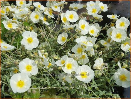 Helianthemum &#039;The Bride&#039; | Zonneroosje | Sonnenr&ouml;schen