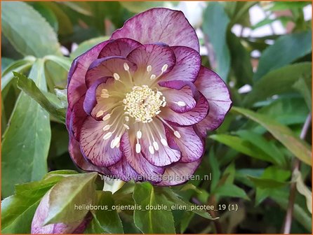 Helleborus orientalis &amp;#x0027;Double Ellen Picotee&amp;#x0027; | Kerstroos, Lenteroos, Vastenroos, Nieskruid | Lenzrose