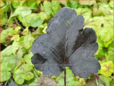 Heuchera &#039;Black Pearl&#039; | Purperklokje | Purpurgl&ouml;ckchen