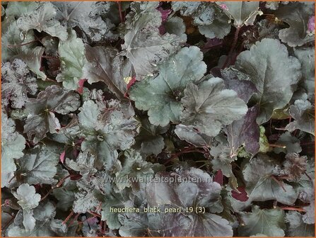 Heuchera &#039;Black Pearl&#039; | Purperklokje | Purpurgl&ouml;ckchen