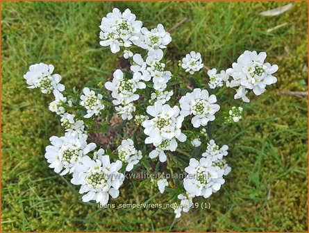 Iberis sempervirens &#039;Nevina&#039; | Scheefbloem, Scheefkelk | Immergr&uuml;ne Schleifenblume