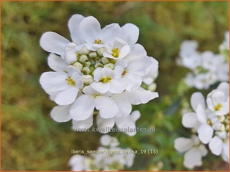 Iberis sempervirens &#039;Nevina&#039; | Scheefbloem, Scheefkelk | Immergr&uuml;ne Schleifenblume