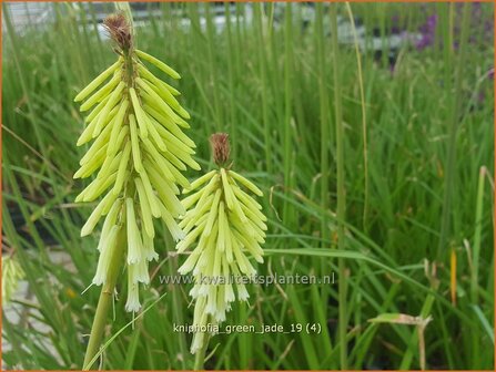 Kniphofia &#039;Green Jade&#039; | Vuurpijl, Fakkellelie | Fackellilie