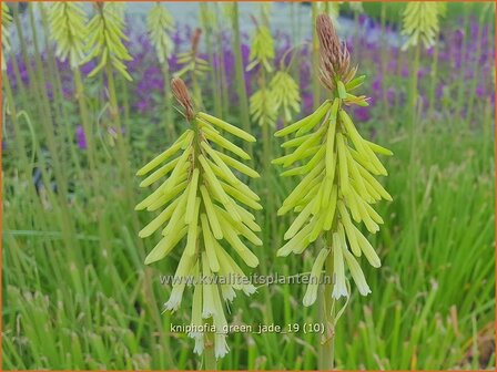 Kniphofia &#039;Green Jade&#039; | Vuurpijl, Fakkellelie | Fackellilie