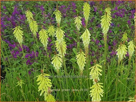 Kniphofia &#039;Green Jade&#039; | Vuurpijl, Fakkellelie | Fackellilie