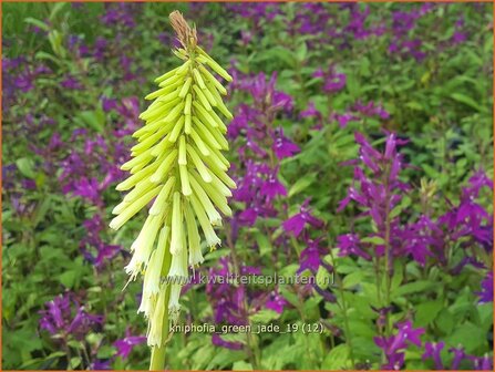 Kniphofia &#039;Green Jade&#039; | Vuurpijl, Fakkellelie | Fackellilie