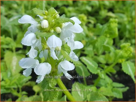 Lamium maculatum &#039;Album&#039; | Gevlekte dovenetel, Dovenetel | Gefleckte Taubnessel