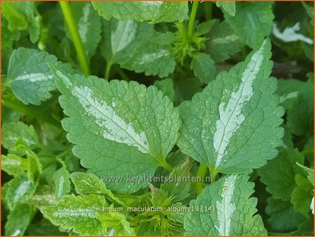 Lamium maculatum &#039;Album&#039; | Gevlekte dovenetel, Dovenetel | Gefleckte Taubnessel