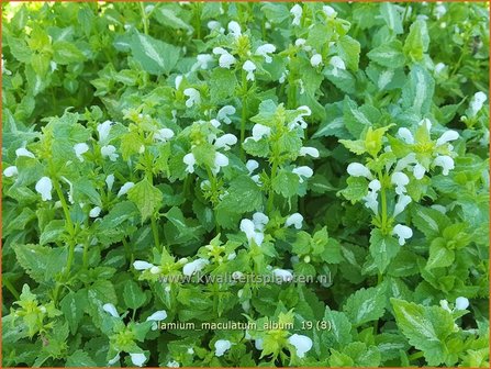 Lamium maculatum &#039;Album&#039; | Gevlekte dovenetel, Dovenetel | Gefleckte Taubnessel