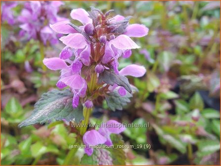 Lamium maculatum &#039;Roseum&#039; | Gevlekte dovenetel, Dovenetel | Gefleckte Taubnessel