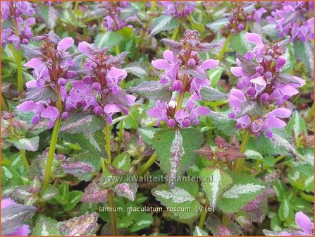 Lamium maculatum &#039;Roseum&#039; | Gevlekte dovenetel, Dovenetel | Gefleckte Taubnessel