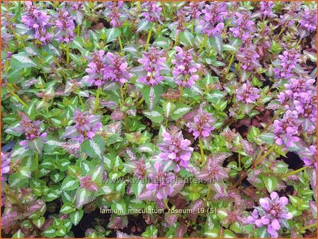 Lamium maculatum &#039;Roseum&#039; | Gevlekte dovenetel, Dovenetel | Gefleckte Taubnessel