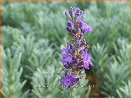 Lavandula angustifolia &#039;Imperial Gem&#039; | Gewone lavendel, Echte lavendel, Lavendel | Echter Lavendel