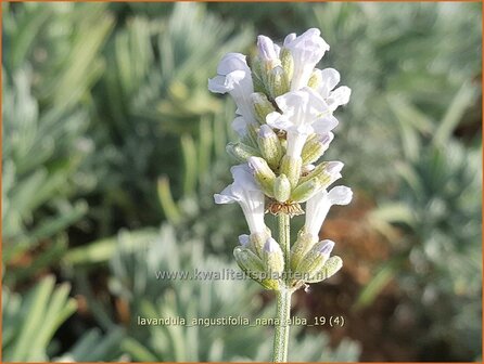 Lavandula angustifolia &#039;Nana Alba&#039; | Gewone lavendel, Echte lavendel, Lavendel | Echter Lavendel