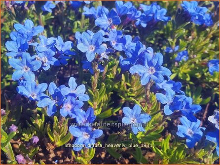 Lithodora diffusa &#039;Heavenly Blue&#039; | Parelzaad, Steenzaad | S&uuml;dlicher Scheinsteinsame