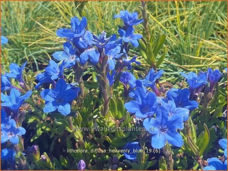 Lithodora diffusa &#039;Heavenly Blue&#039; | Parelzaad, Steenzaad | S&uuml;dlicher Scheinsteinsame