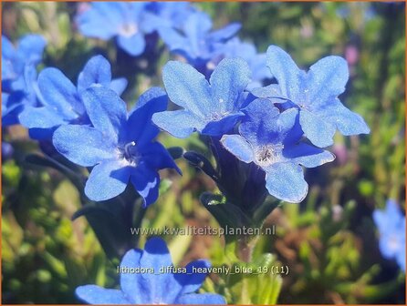 Lithodora diffusa &#039;Heavenly Blue&#039; | Parelzaad, Steenzaad | S&uuml;dlicher Scheinsteinsame