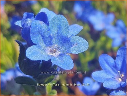 Lithodora diffusa &#039;Heavenly Blue&#039; | Parelzaad, Steenzaad | S&uuml;dlicher Scheinsteinsame