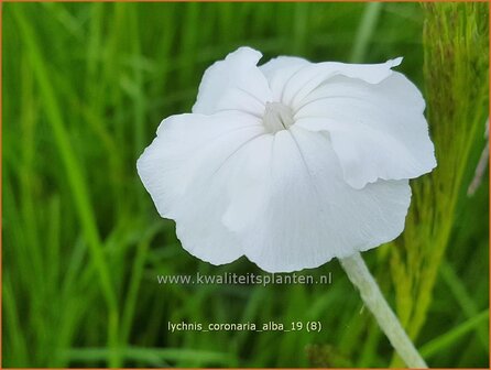 Lychnis coronaria &#039;Alba&#039; | Prikneus, Zachtlapje | Kronen-Lichtnelke