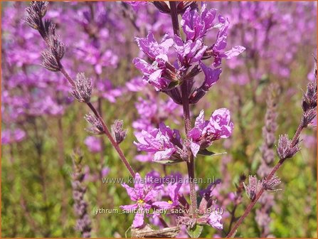 Lythrum salicaria &#039;Lady Sackville&#039; | Kattenstaart | Blutweiderich