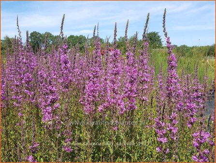 Lythrum salicaria &#039;Lady Sackville&#039; | Kattenstaart | Blutweiderich