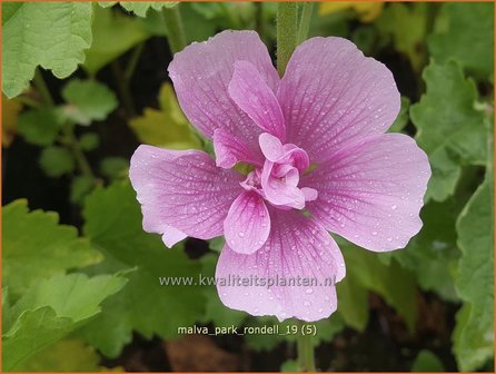 Malva &#039;Park Rondell&#039; | Vaste stokroos, Stokroos | Ausdauernde Stockrose