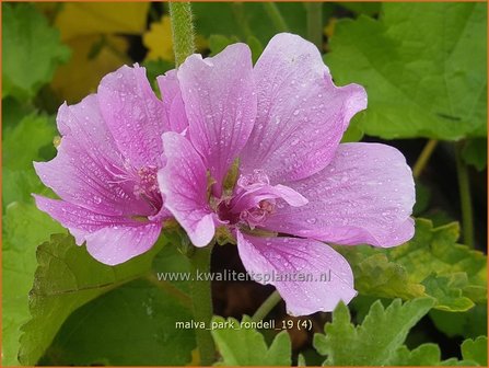 Malva &#039;Park Rondell&#039; | Vaste stokroos, Stokroos | Ausdauernde Stockrose