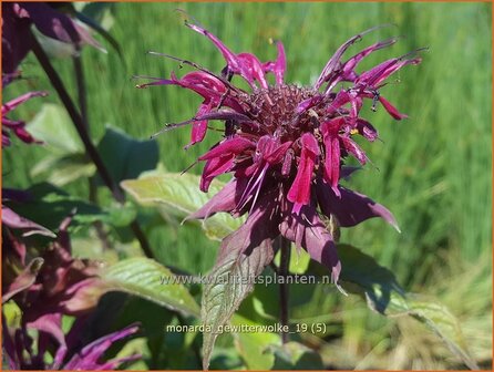 Monarda &#039;Gewitterwolke&#039; | Bergamotplant, Indianennetel | Indianernessel