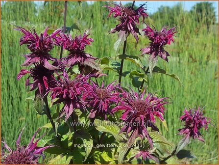 Monarda &#039;Gewitterwolke&#039; | Bergamotplant, Indianennetel | Indianernessel