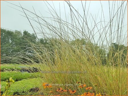 Muhlenbergia rigens | Reh-Haargras