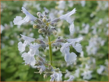 Nepeta racemosa &#039;Snowflake&#039; | Kattenkruid | Traubige Katzenminze