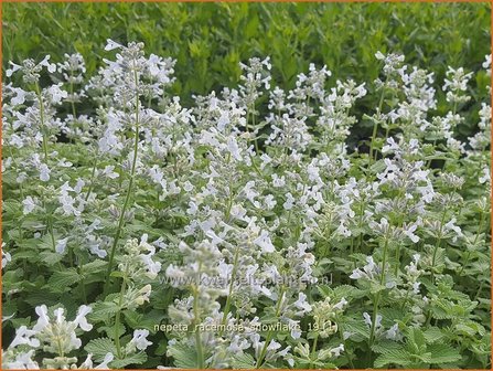 Nepeta racemosa &#039;Snowflake&#039; | Kattenkruid | Traubige Katzenminze