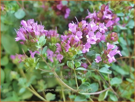 Origanum laevigatum &#039;Hopleys&#039; | Marjolein, Majoraan | Glatter Dost