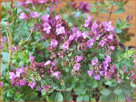 Origanum laevigatum &#039;Hopleys&#039; | Marjolein, Majoraan | Glatter Dost