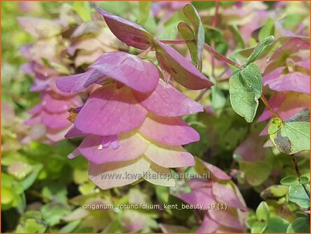 Origanum rotundifolium &#039;Kent Beauty&#039; | Hopmarjolein, Majoraan, Marjolein | Rundbl&auml;ttriger Dost