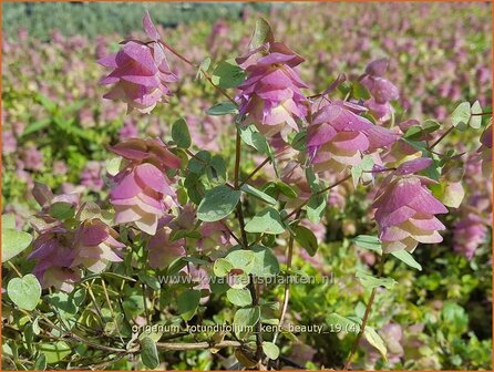 Origanum rotundifolium &#039;Kent Beauty&#039; | Hopmarjolein, Majoraan, Marjolein | Rundbl&auml;ttriger Dost