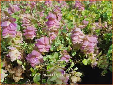 Origanum rotundifolium &#039;Kent Beauty&#039; | Hopmarjolein, Majoraan, Marjolein | Rundbl&auml;ttriger Dost