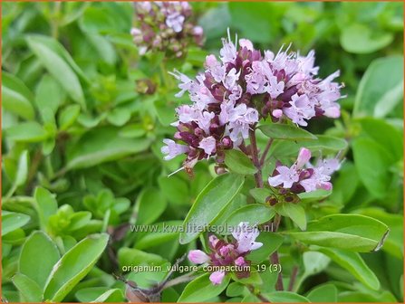 Origanum vulgare &#039;Compactum&#039; | Oregano, Marjolein, Majoraan | Gew&ouml;hnlicher Dost