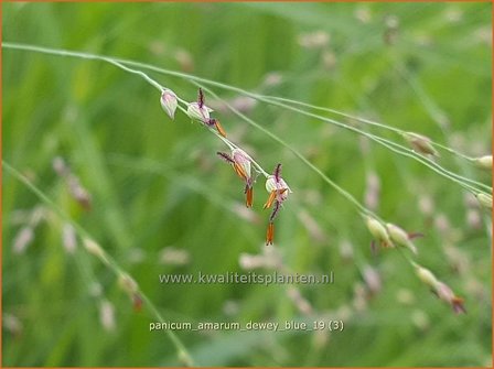 Panicum amarum &#039;Dewey Blue&#039; | Vingergras, Parelgierst | K&uuml;stenrutenhirse