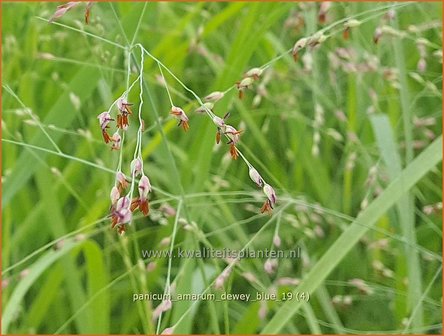 Panicum amarum &#039;Dewey Blue&#039; | Vingergras, Parelgierst | K&uuml;stenrutenhirse