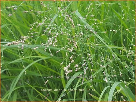 Panicum amarum &#039;Dewey Blue&#039; | Vingergras, Parelgierst | K&uuml;stenrutenhirse