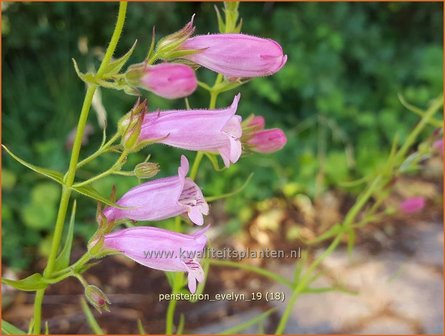 Penstemon &#039;Evelyn&#039; | Slangenkop, Schildpadbloem | Bartfaden