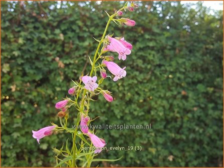 Penstemon &#039;Evelyn&#039; | Slangenkop, Schildpadbloem | Bartfaden