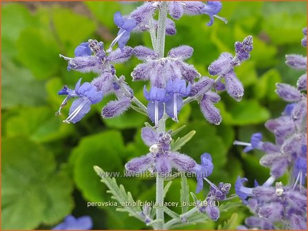 Perovskia atriplicifolia &#039;Lacey Blue&#039; | Russische salie, Blauwspirea, Reuzenlavendel | Meldebl&auml;ttrige Blau