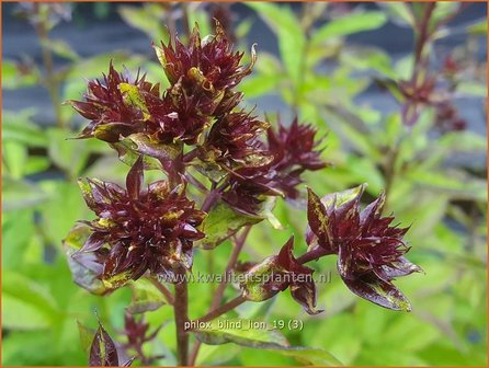 Phlox &#039;Blind Lion&#039; | Hoge vlambloem, Vlambloem, Flox, Floks | Hohe Flammenblume