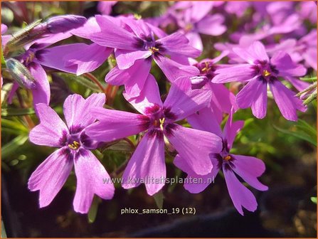 Phlox &#039;Samson&#039; | Kruipphlox, Vlambloem, Flox, Floks | Polsterphlox