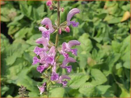 Salvia pratensis &#039;Rose Rhapsody&#039; | Veldsalie, Salie, Salvia | Wiesen-Salbei