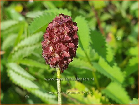 Sanguisorba officinalis | Pimpernel, Sorbenkruid | Gro&szlig;er Wiesenknopf